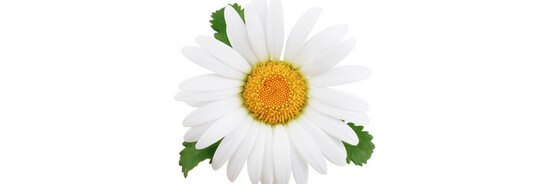 Le macérât de Pâquerette